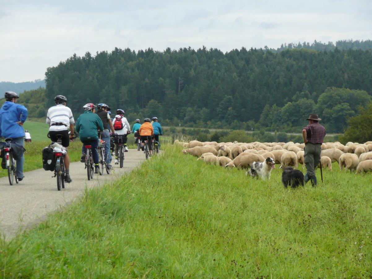 Begegnung mit einer Schafherde