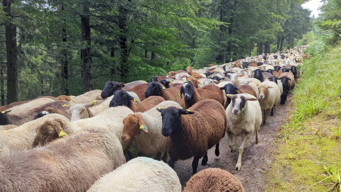 auf dem Lothar-Wanderweg ...