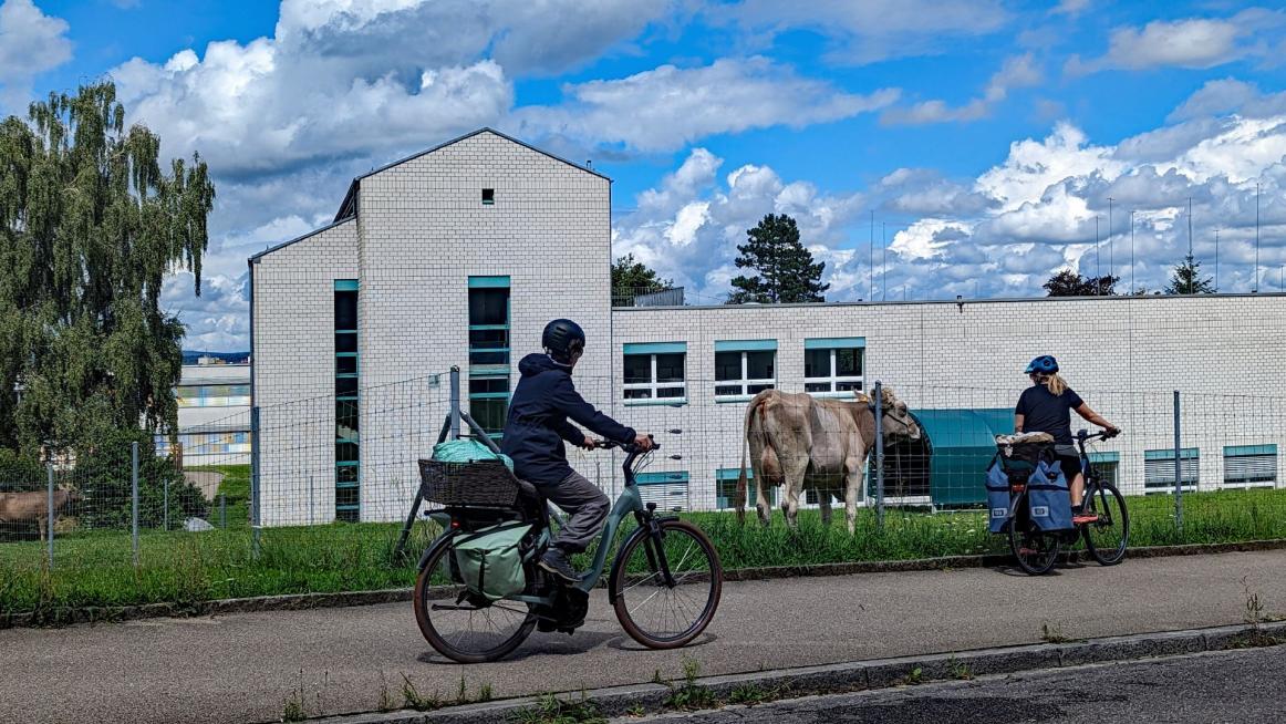 sogar Kühe in Zürich haben wir erlebt