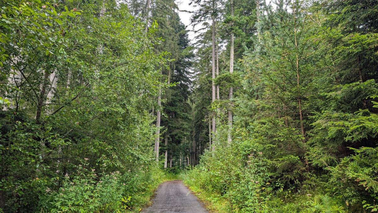 Am Nagold-Radweg im Schwarzwald