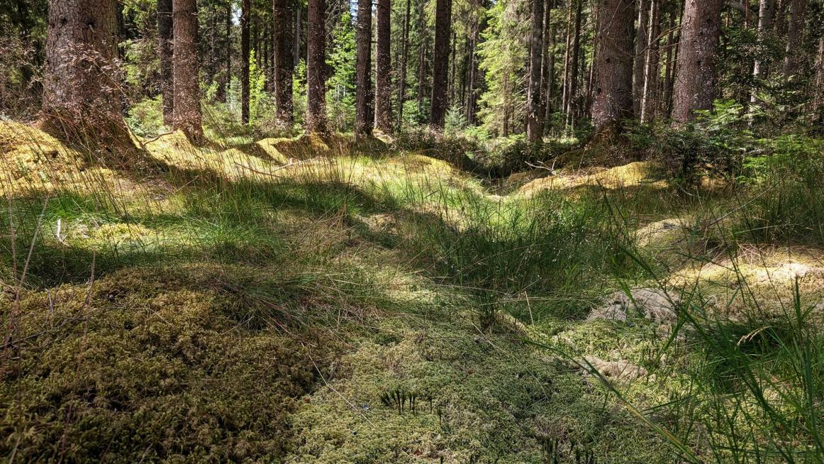 typisch Schwarzwald, der Boden wie ein Teppich