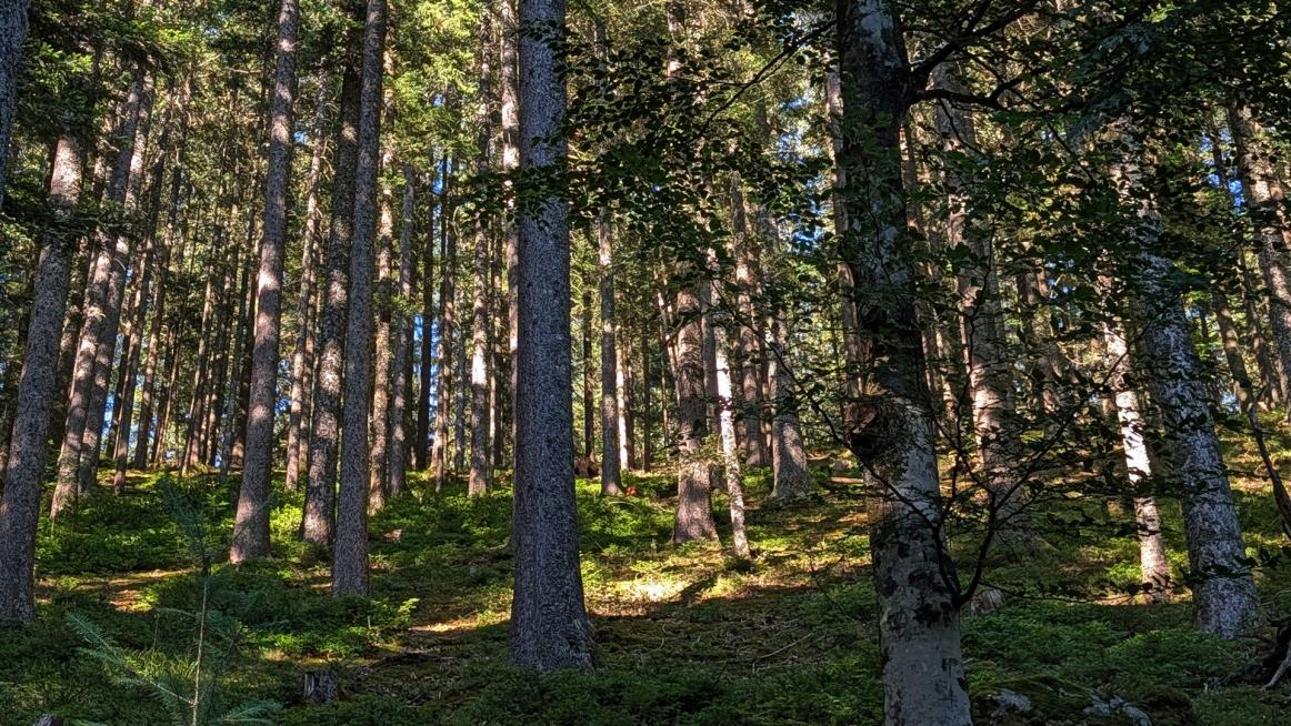 unvergleichlich die Natur nebenan .... himmlischer Genuss